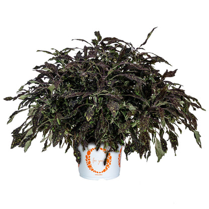 Coleus 'Downtown'
