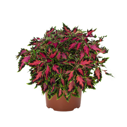 Coleus 'Downtown'