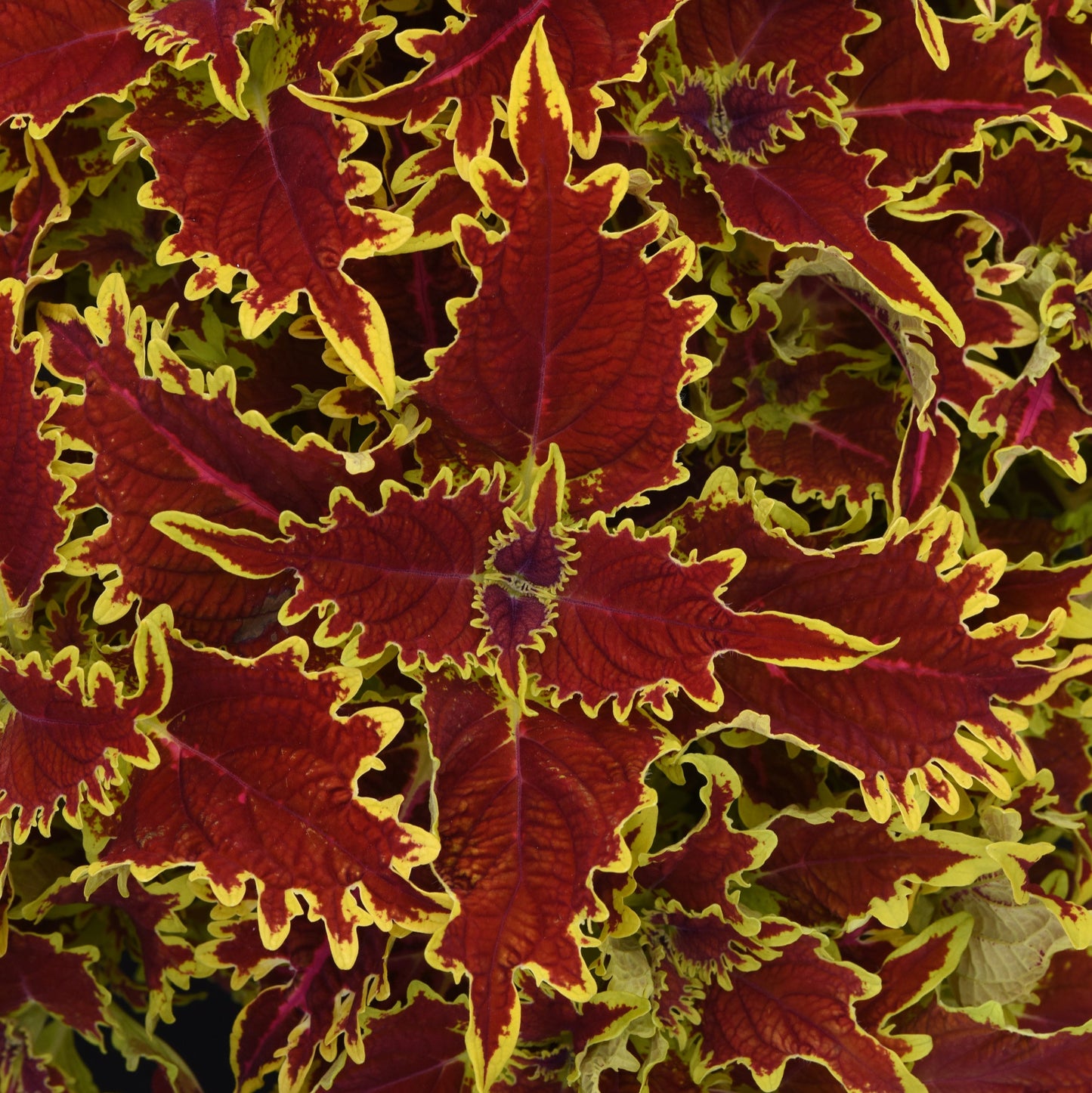 Coleus 'Ignite™'