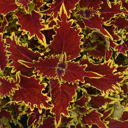 Coleus 'Ignite™'