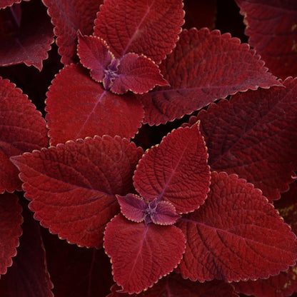 Coleus 'Ignite™'
