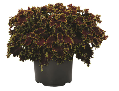 Coleus 'Main Street'