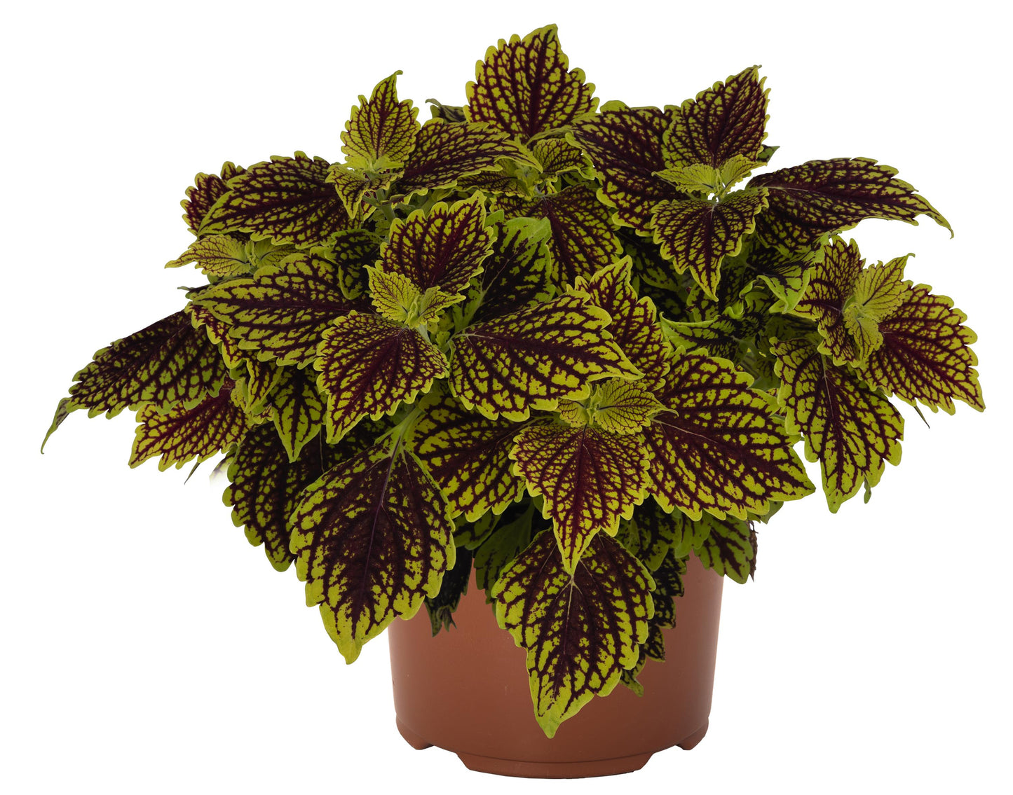 Coleus 'Main Street'