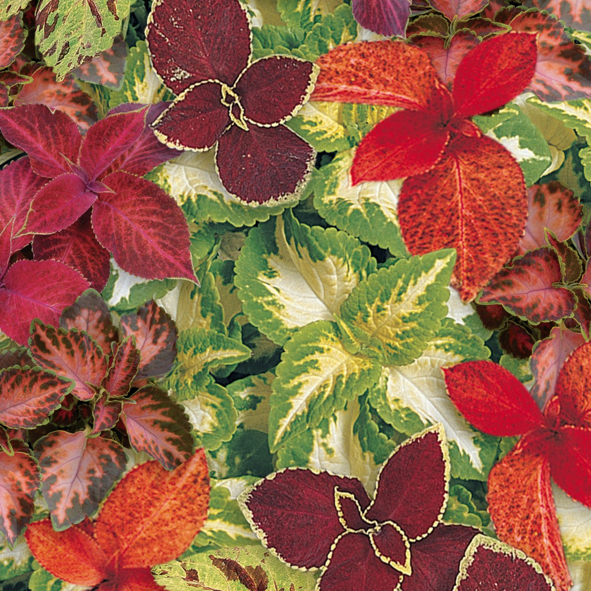 Coleus 'Wizard®' Mix