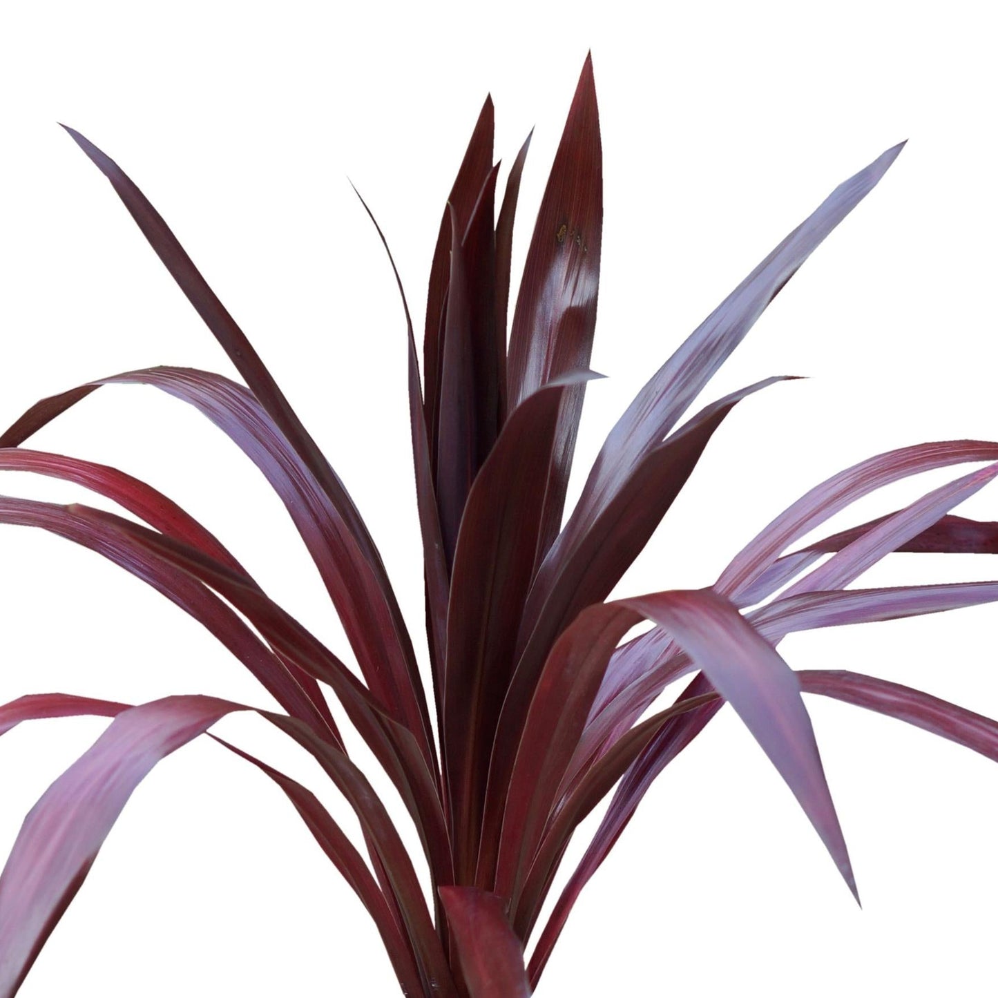 Cordyline 'Superstar'