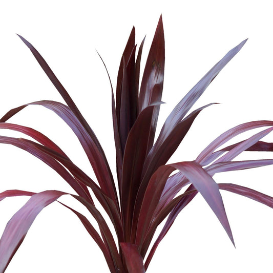 Cordyline 'Superstar'