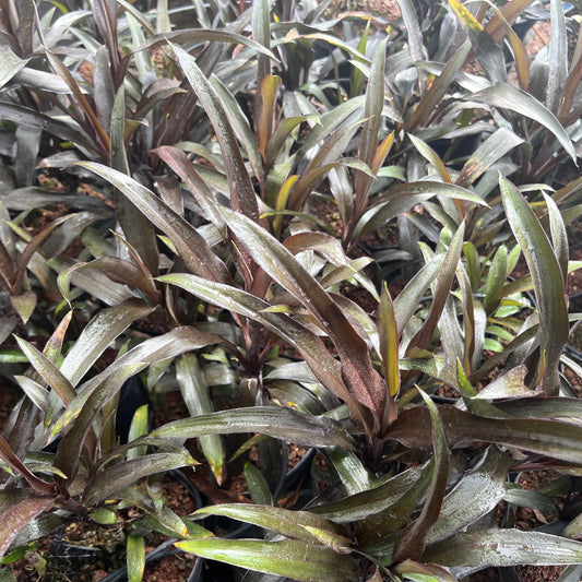Cordyline 'Purple Dazzler'
