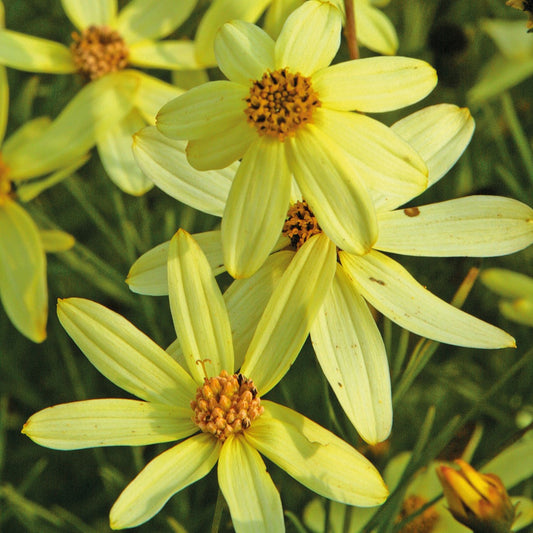 Threadleaf Tickseed 'Moonbeam'