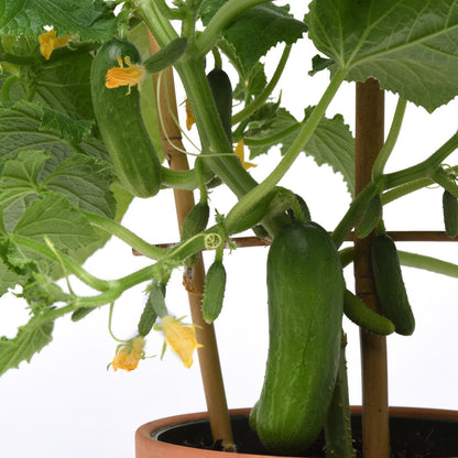 Cucumber 'Quick Snack'