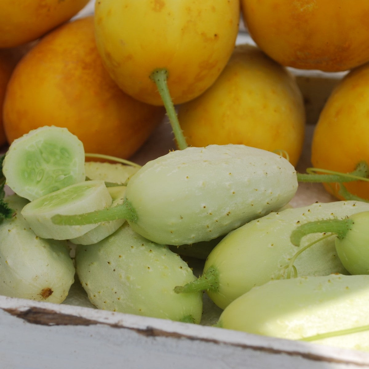 Cucumber 'Mini White'