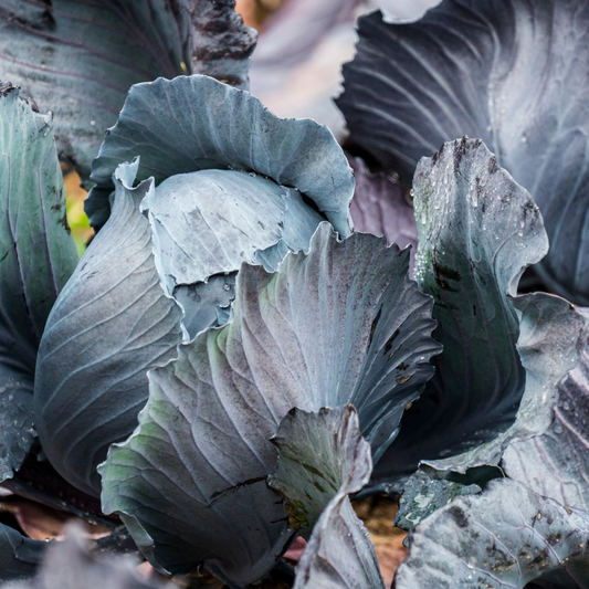 Cabbage 'Red Acre' (Early)