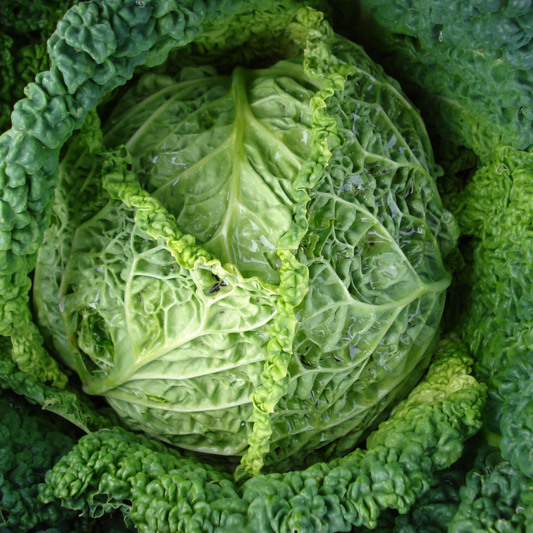 Cabbage 'Savoy Ace'