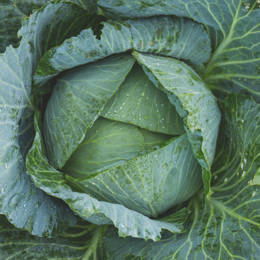 Cabbage 'Sweet Slaw'