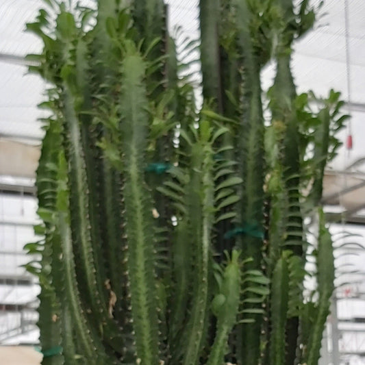 Desert Candle Cactus
