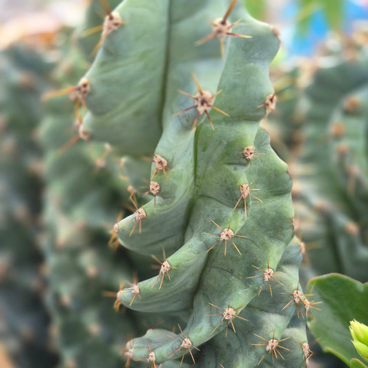 Spiral Cactus