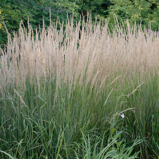 Reed Grass