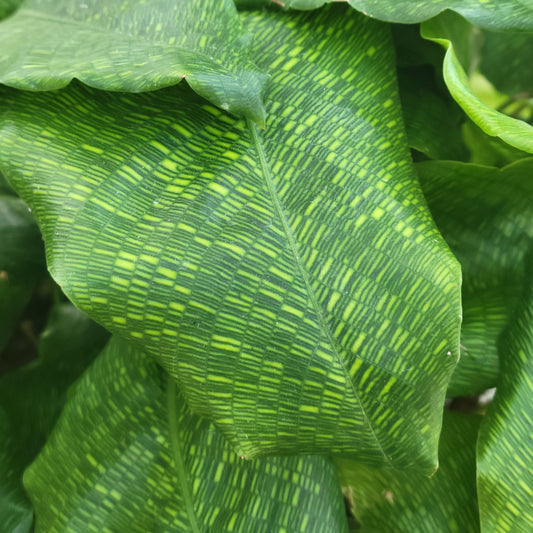 Calathea 'Network'