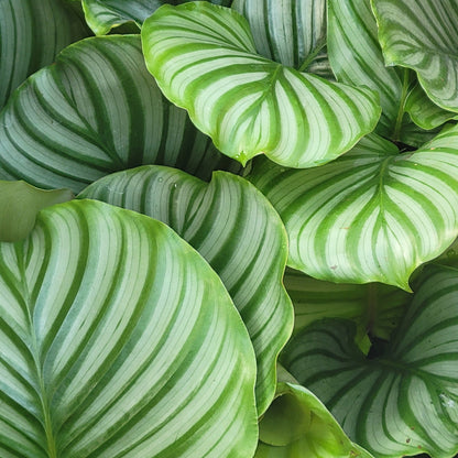 Calathea orbifolia