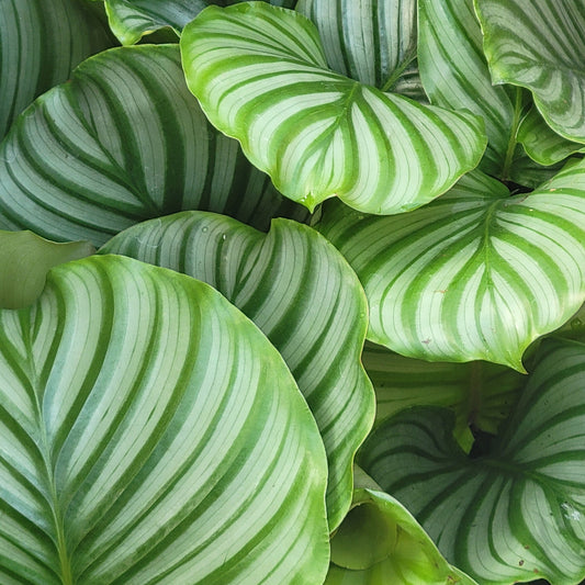 Calathea orbifolia