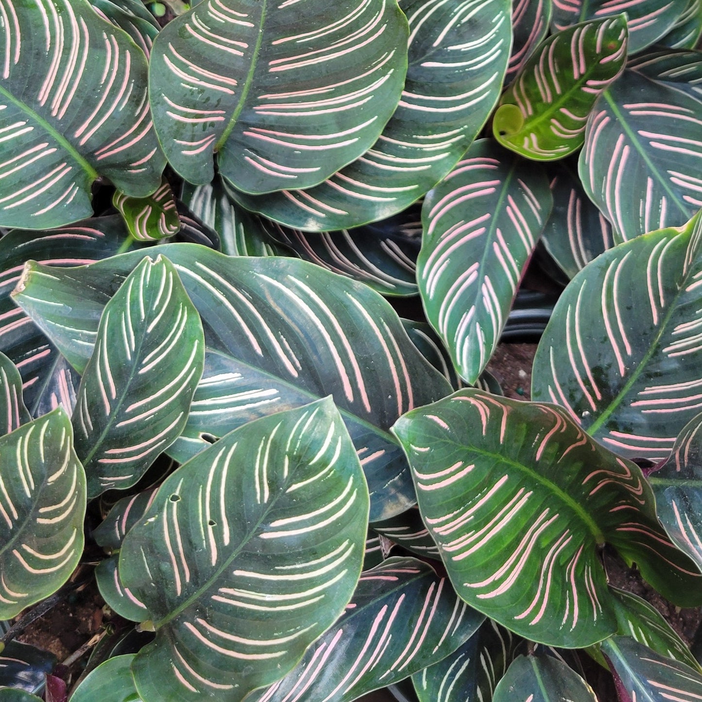 Calathea ornata