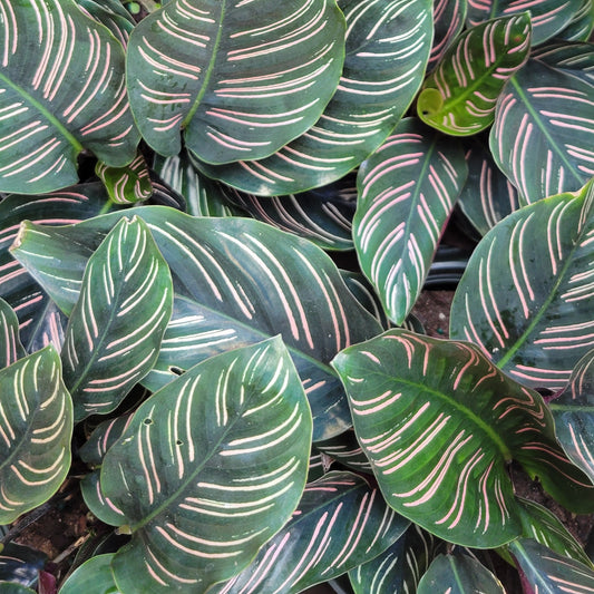 Calathea ornata
