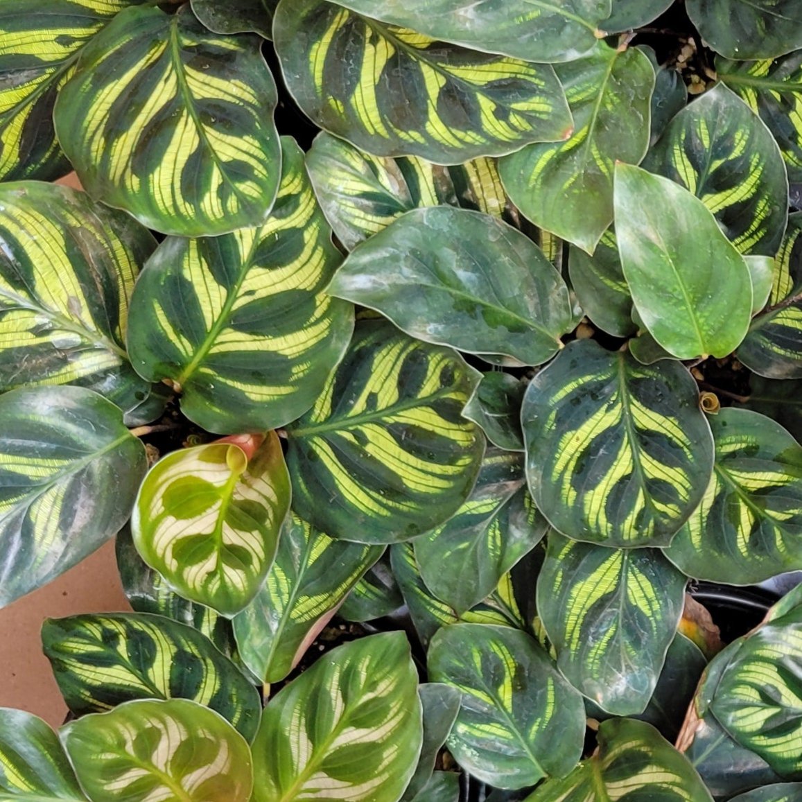 Calathea makoyana Peacock