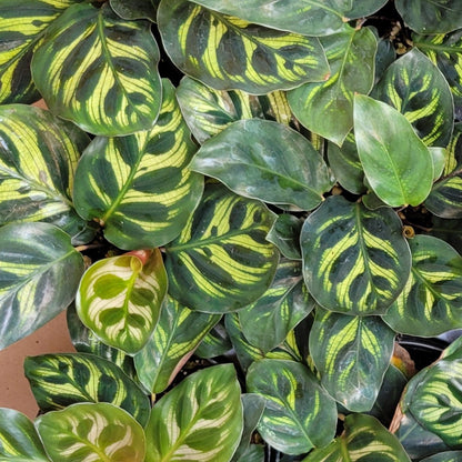 Calathea makoyana Peacock