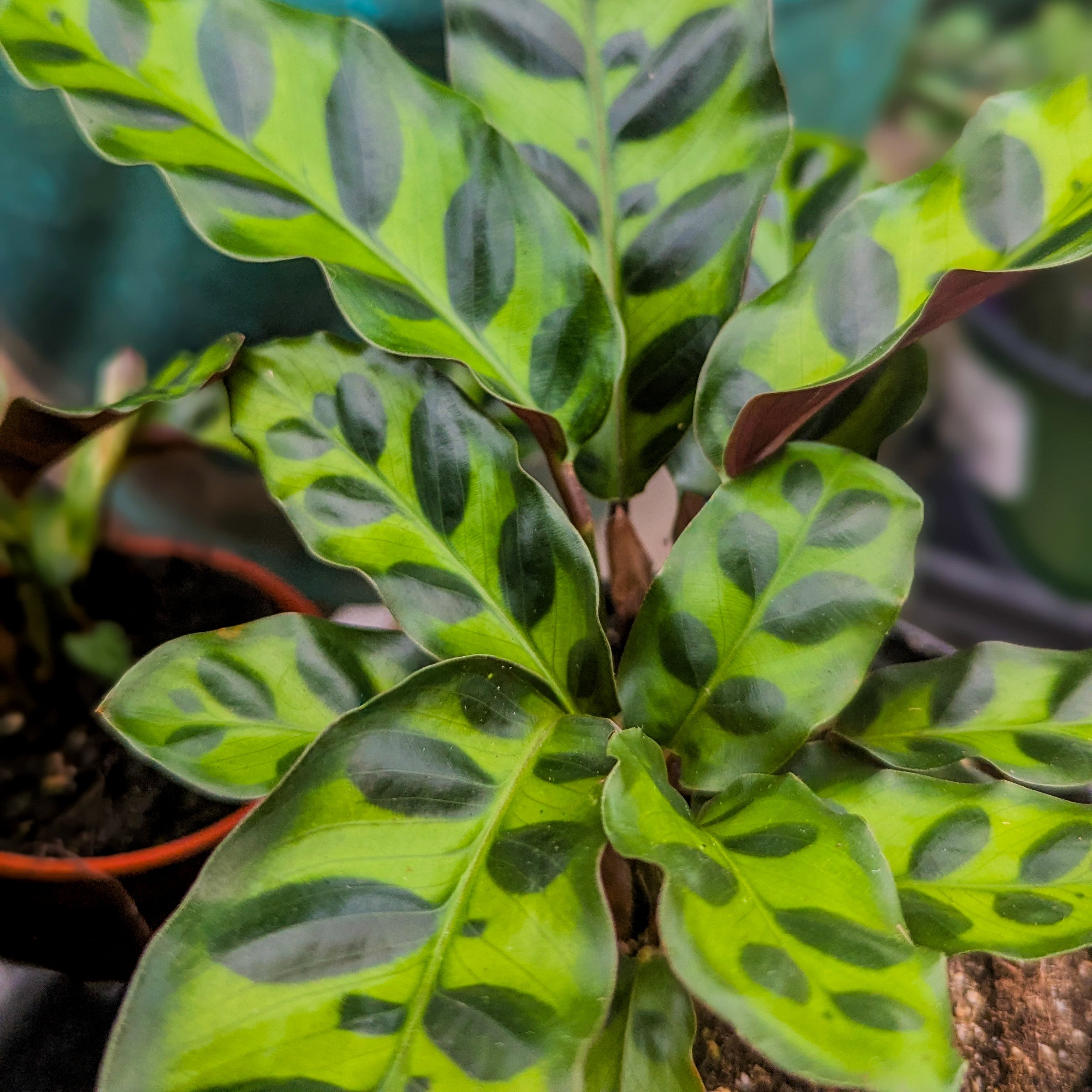 Rattlesnake Plant