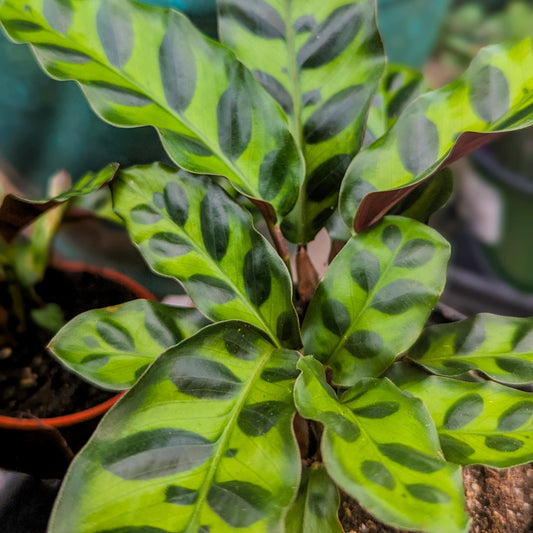 Rattlesnake Plant