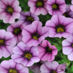 Calibrachoa 'Aloha'