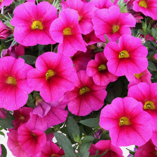 Calibrachoa 'Aloha Kona'
