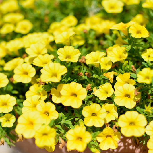 Calibrachoa