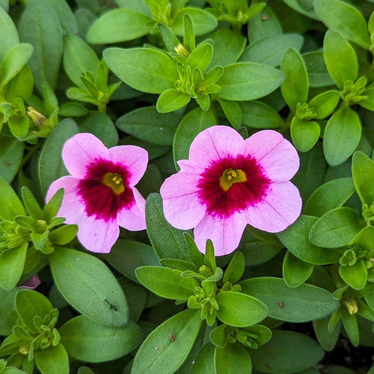 Calibrachoa 'Hula'