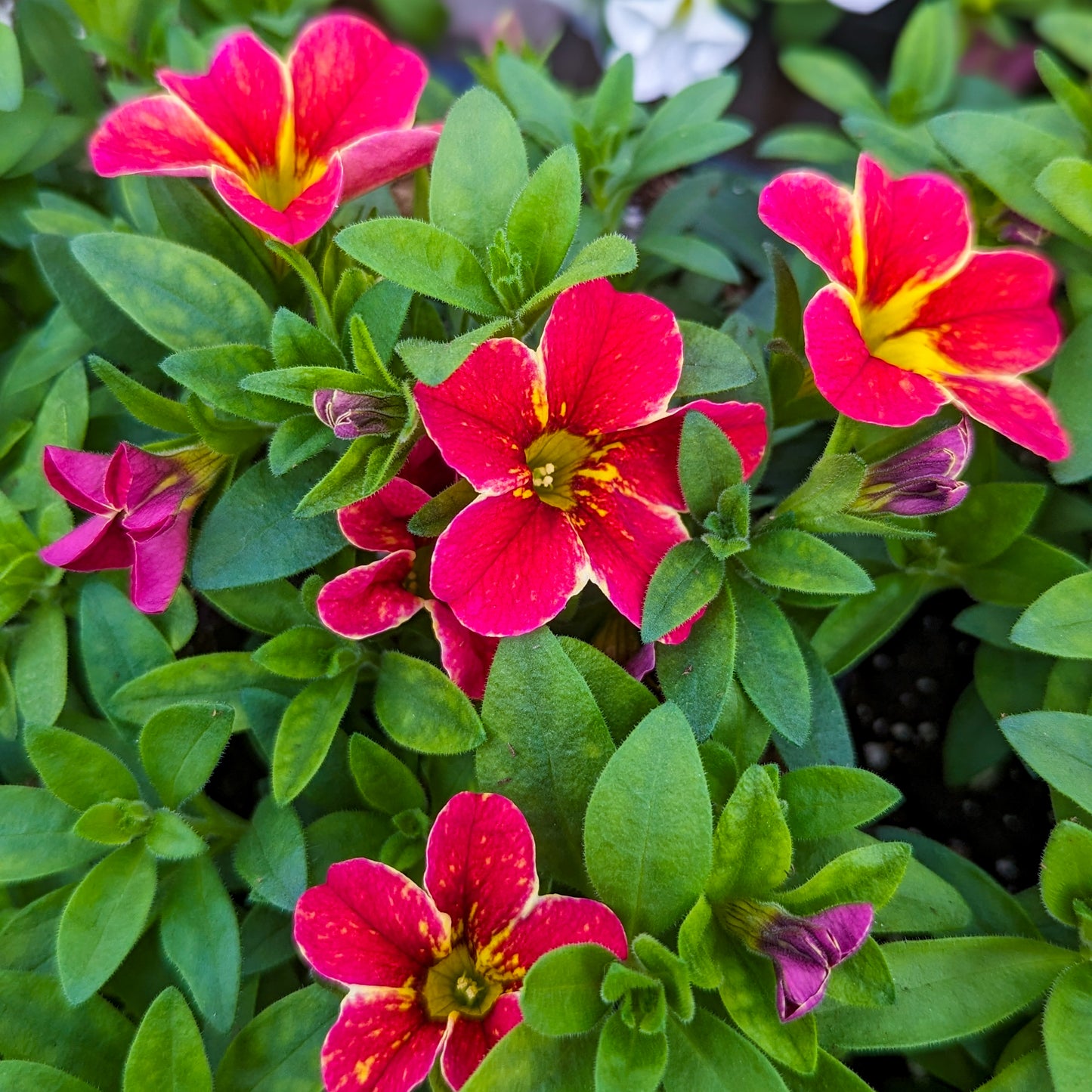 Calibrachoa 'Aloha'