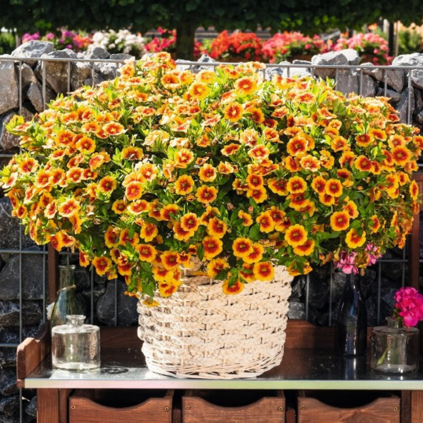 Calibrachoa 'Hula'