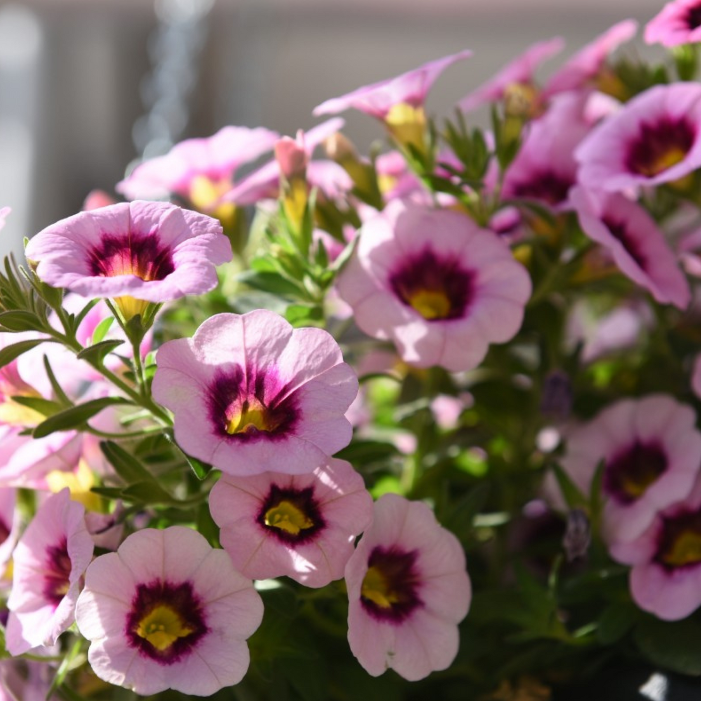Calibrachoa 'Hula'