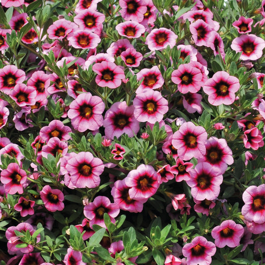 Calibrachoa 'Hula'