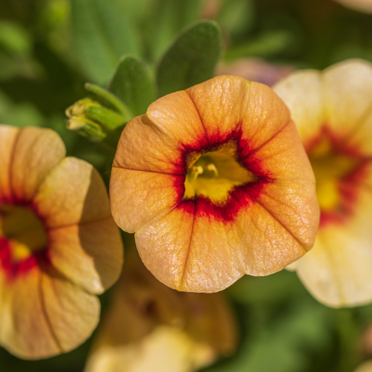 Calibrachoa 'Unique'
