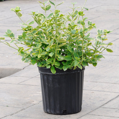 Euonymus 'Canadale Gold'