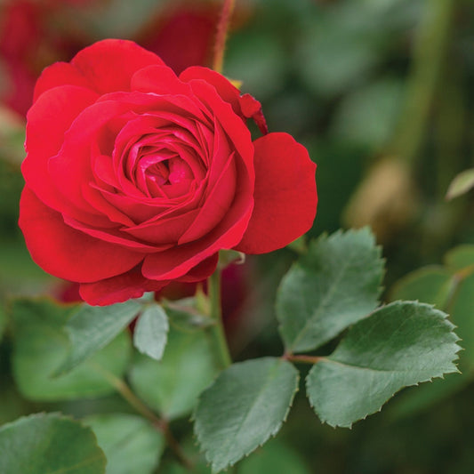Rose 'Canadian Shield®'