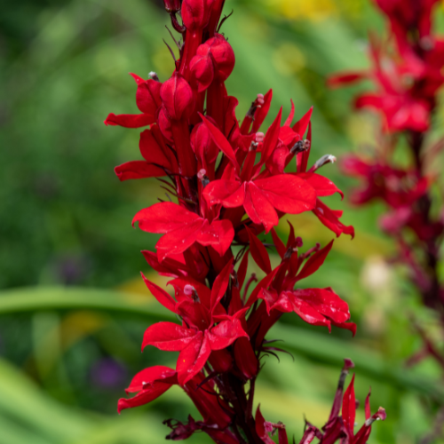 Cardinal Flower