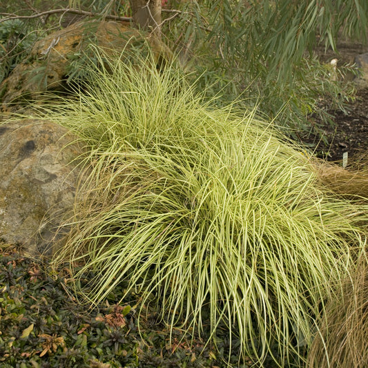 Japanese Sedge 'Evergold'