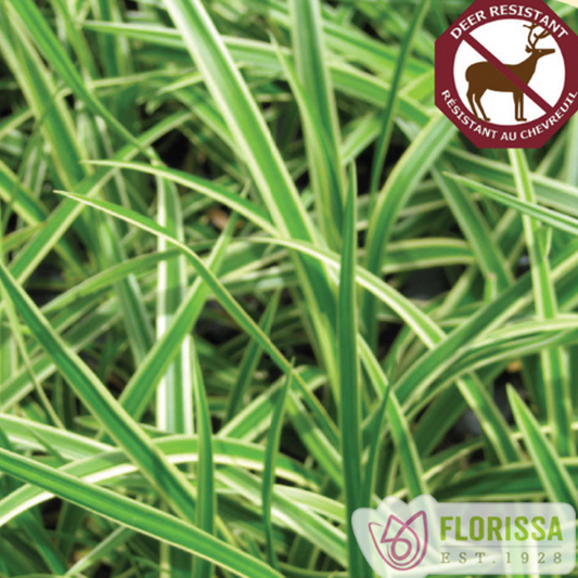 Variegated Sedge