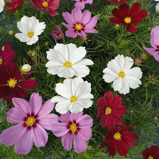 Cosmos 'Casanova'