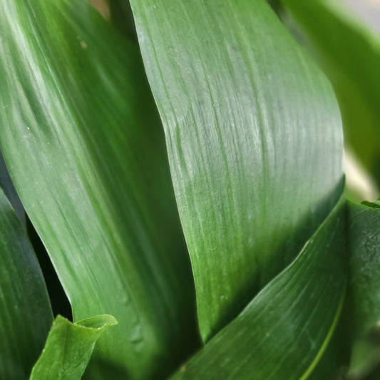 Cast Iron Plant