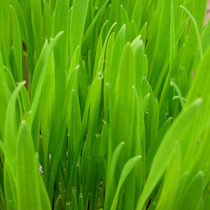 Cat Grass
