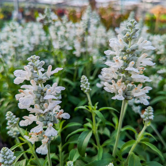 Salvia 'Cathedral'