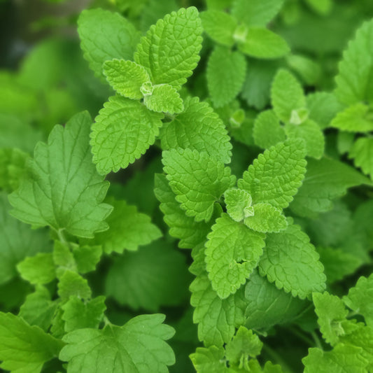 Catnip