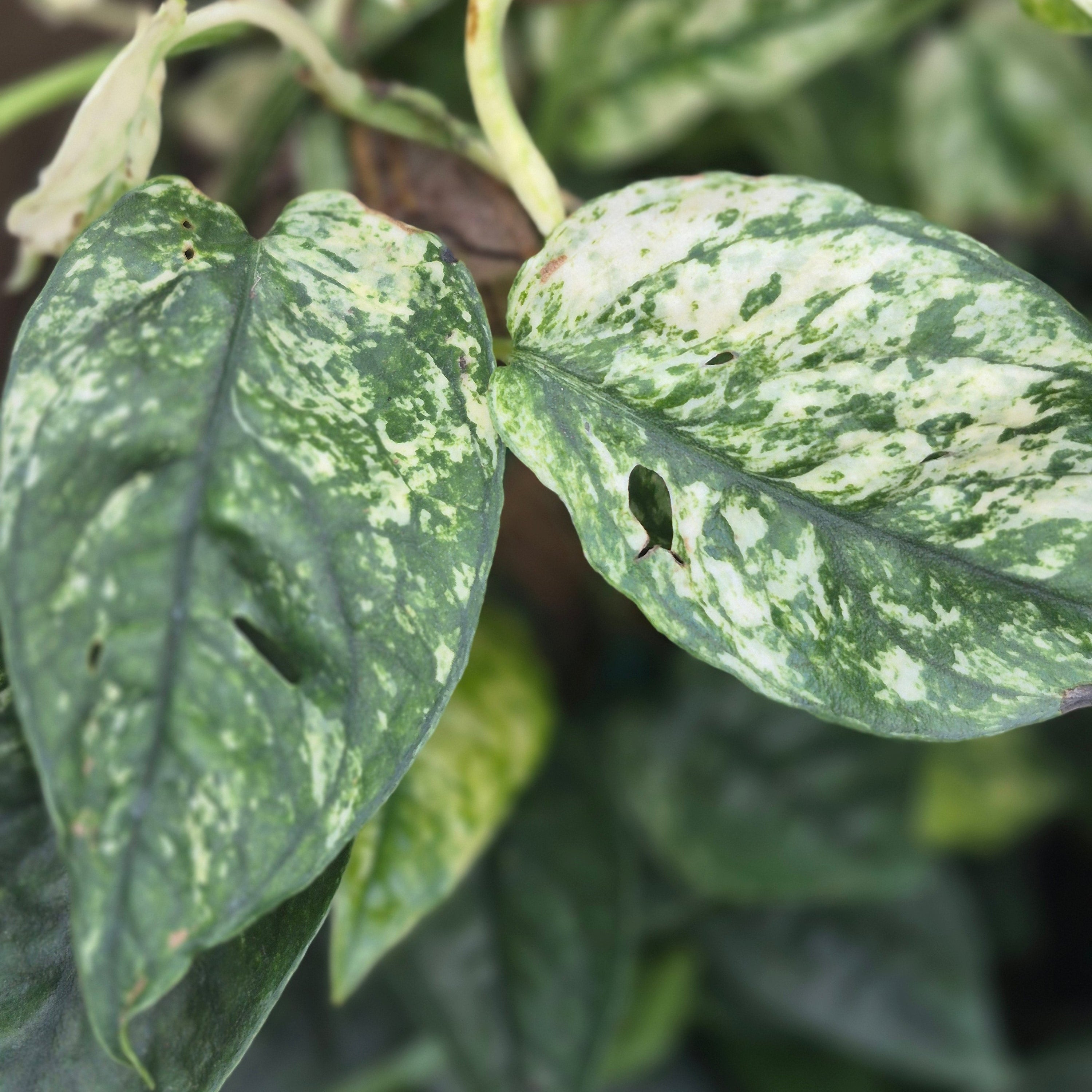 Pothos Cebu Blue Ghost