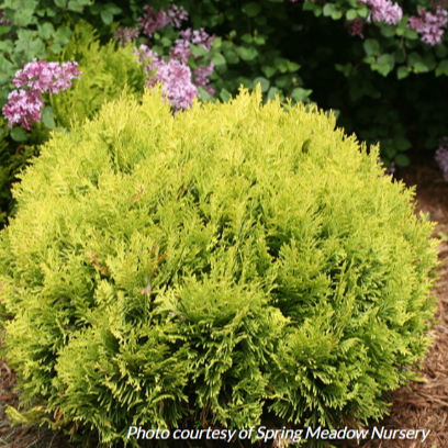 Cedar 'Anna's Magic Ball'